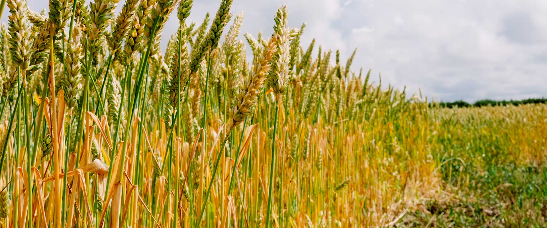 Robydome, Sudbury, Suffolk